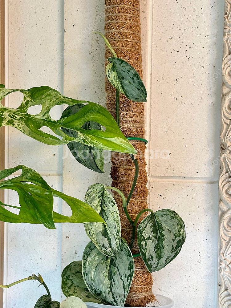 희귀식물 스킨답서스 피썬/피전/피젼--5